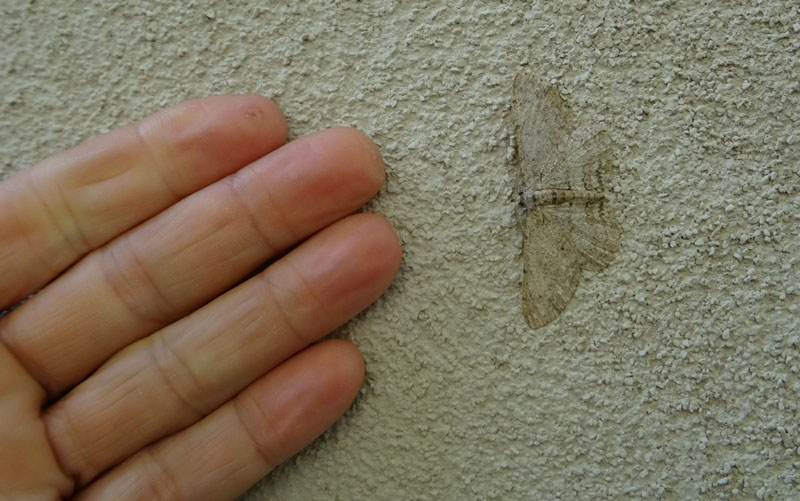 Geometridae: Ectropis crepuscularia o Hipomecis punctinalis ?